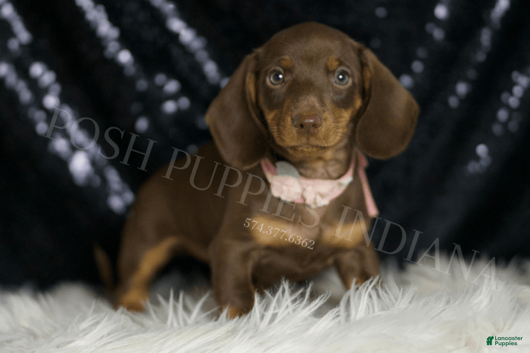 Miniature Dachshund dogs for sale: Sydney - Image 1