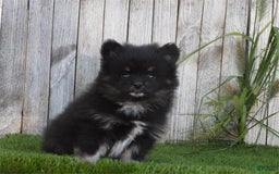Pomeranian dogs for sale: Pom Baby - Image 1