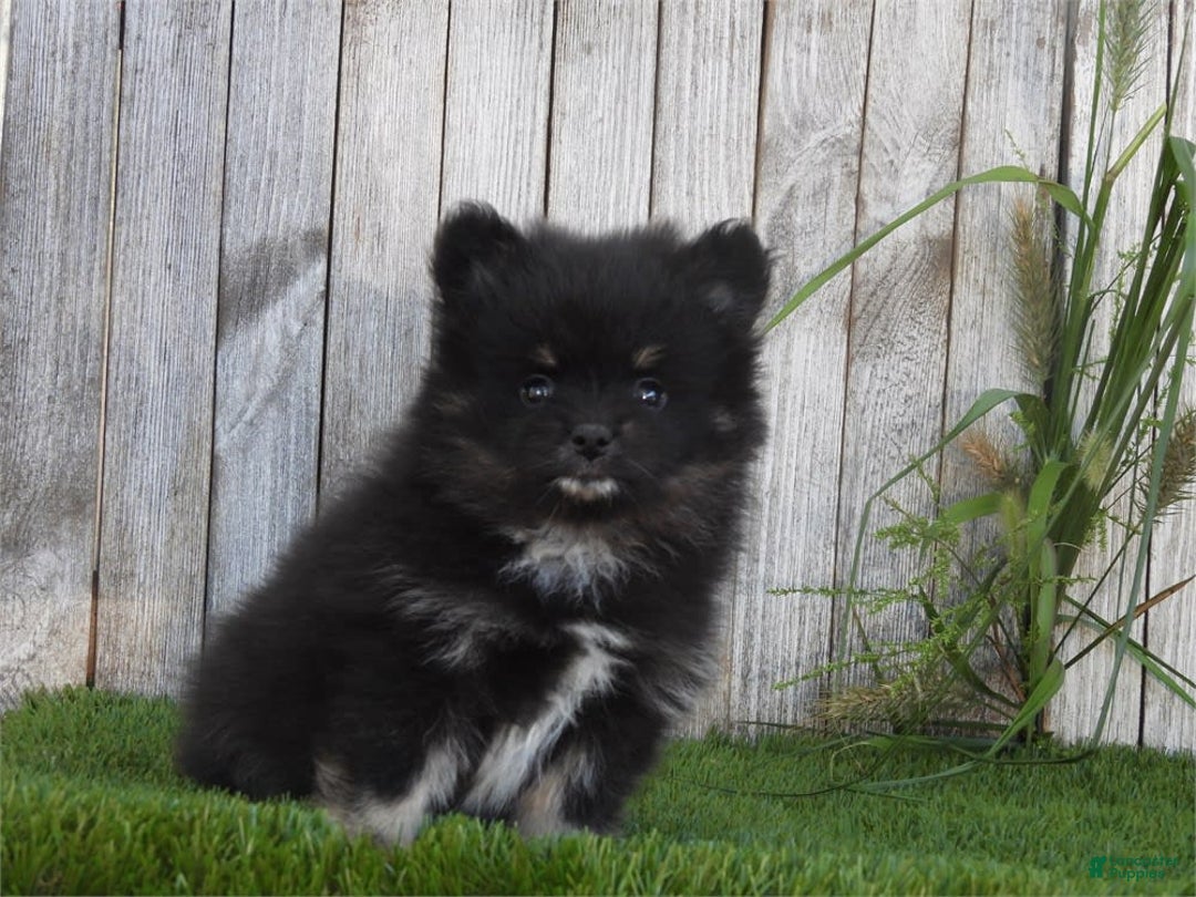 Pomeranian dogs for sale: Pom Baby - Image 1