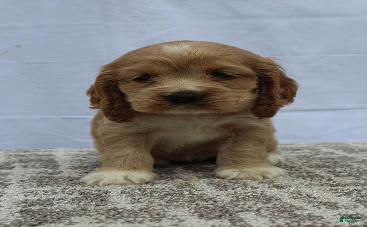 Cocker Spaniel dogs for sale - Ad 1