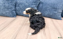 Mini Bernedoodle dogs for sale: Abby - Image 2