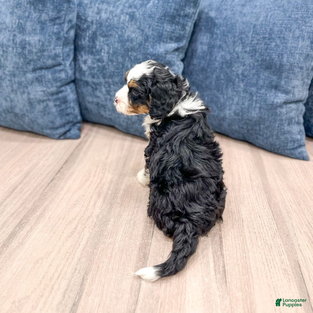 Mini Bernedoodle dogs for sale: Abby - Image 2
