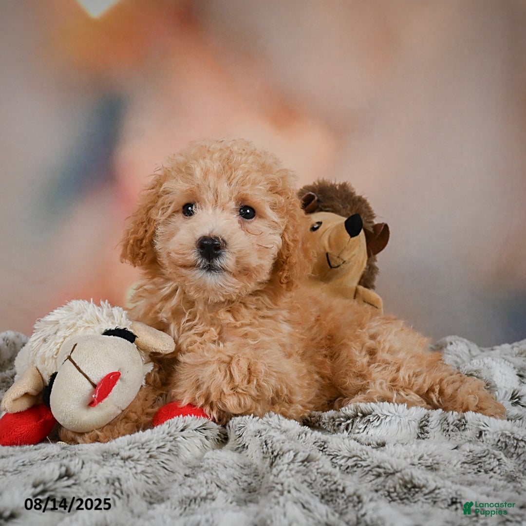 Bichpoo dogs for sale: Jessica - Image 3