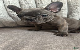 French Bulldog dogs for sale: David - Image 8
