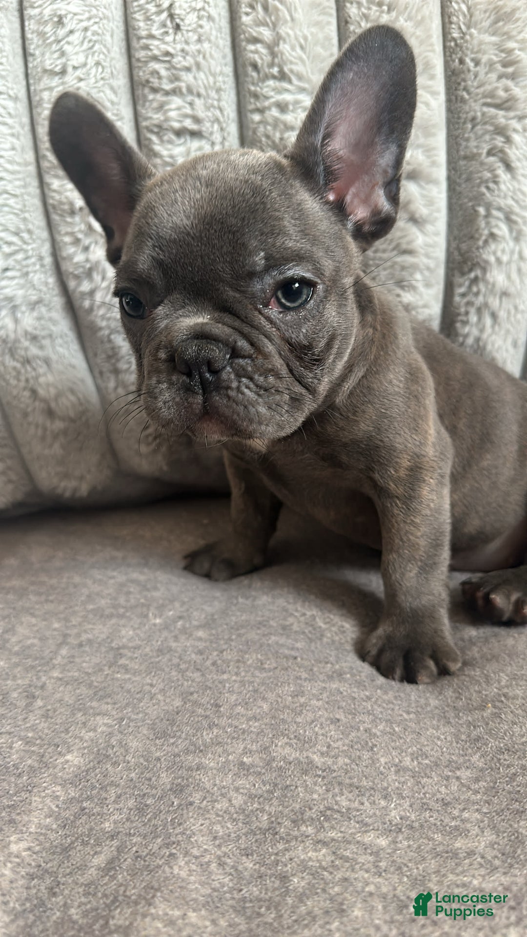 French Bulldog dogs for sale: David - Image 8