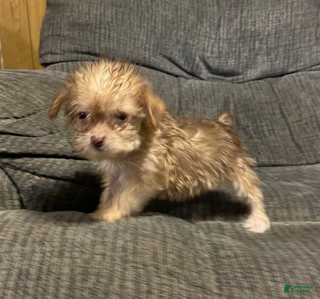 Yorkiepoo dogs for sale: Tinker Bell - Image 1