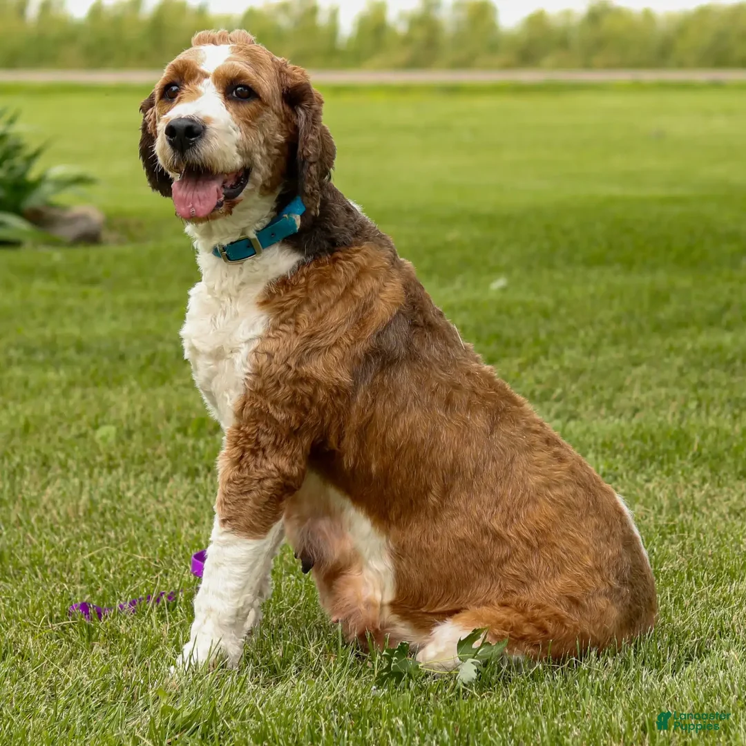 Saint Berdoodles dogs for sale: Bianca - Image 29