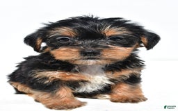 Shorkie dogs for sale: Wafa - Image 6