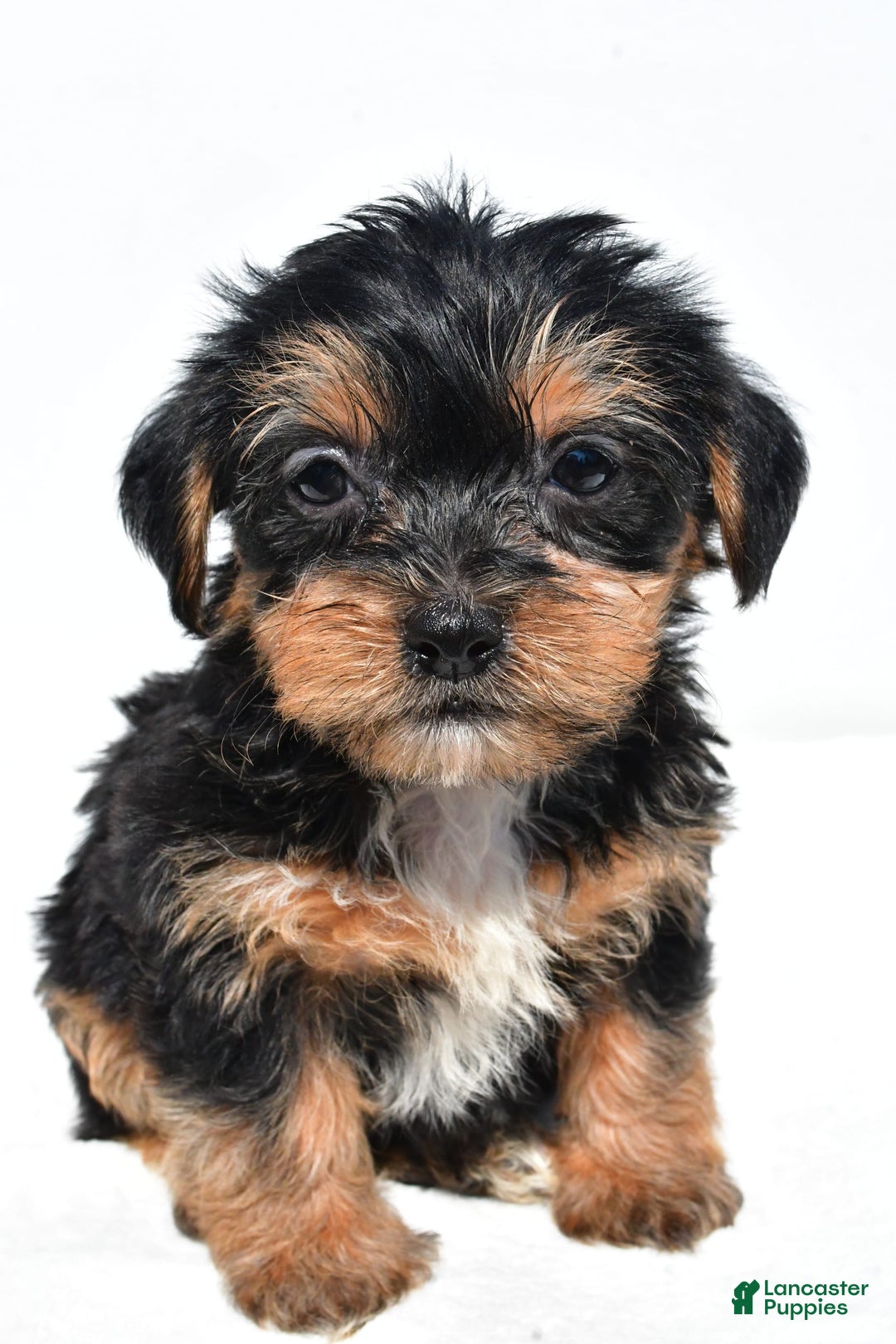Shorkie dogs for sale: Wafa - Image 6