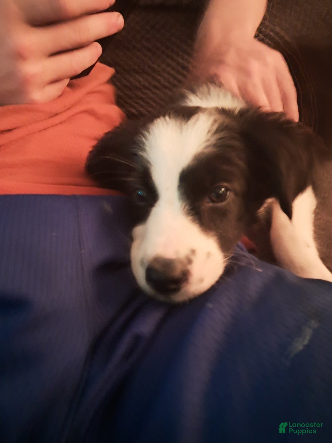 Border Collie dogs for sale: Cookie - Image 5