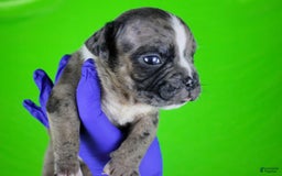 American Bully dogs for sale: Black Brindle Merle Male - Image 9