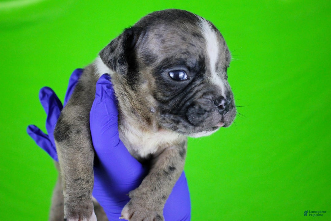 American Bully dogs for sale: Black Brindle Merle Male - Image 9