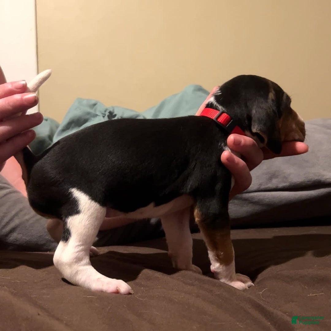 Walker Hound dogs for sale: Red - Image 2
