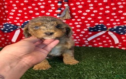 Miniature Poodle dogs for sale: Rocky - Image 2