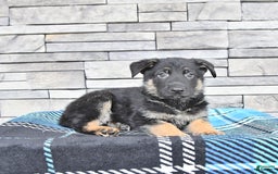 German Shepherd dogs for sale: Smokey - Image 3