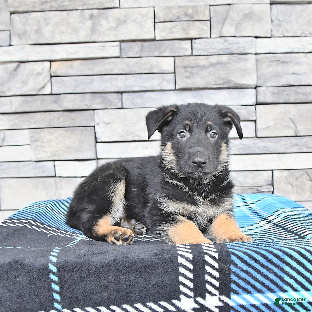 German Shepherd dogs for sale: Smokey - Image 3