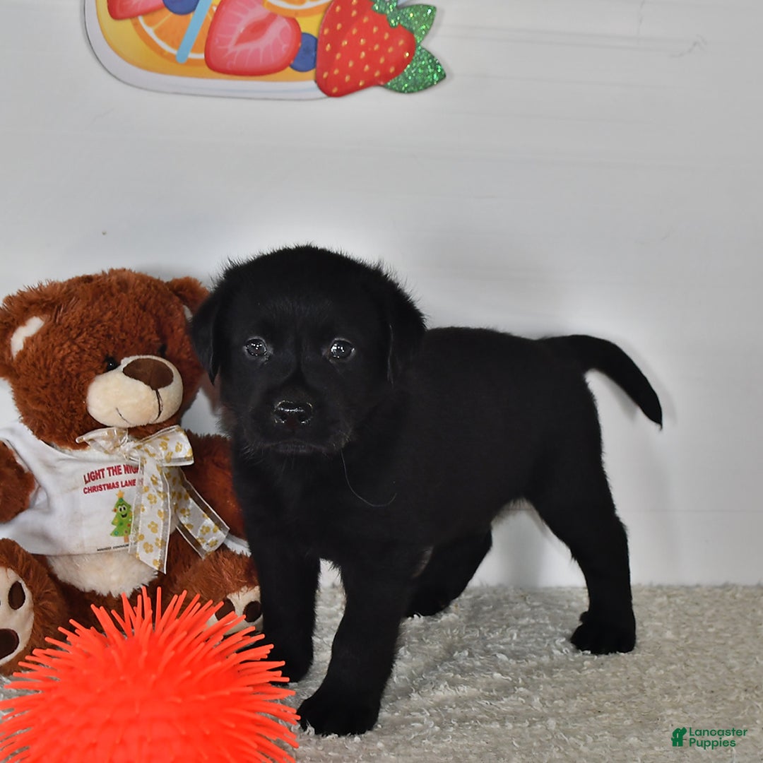 Labrador Retriever dogs for sale: Carter - Image 13