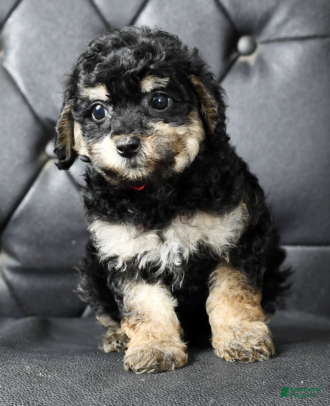 Miniature Poodle dogs for sale: Ellie - Image 6