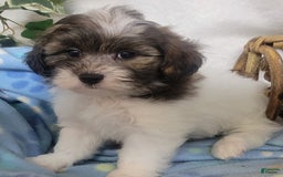 Shihpoo dogs for sale: Roco - Image 2
