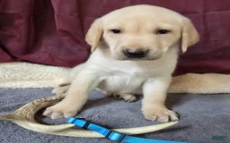Labrador Retriever dogs for sale: Blue Collar - Image 1
