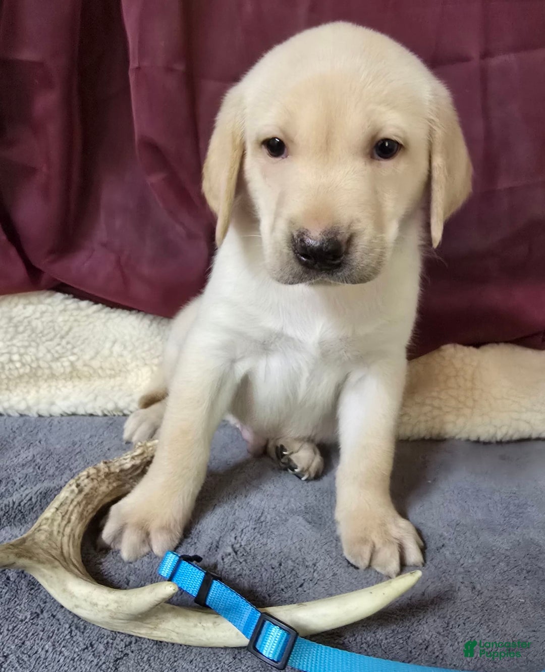 Labrador Retriever dogs for sale: Blue Collar - Image 1