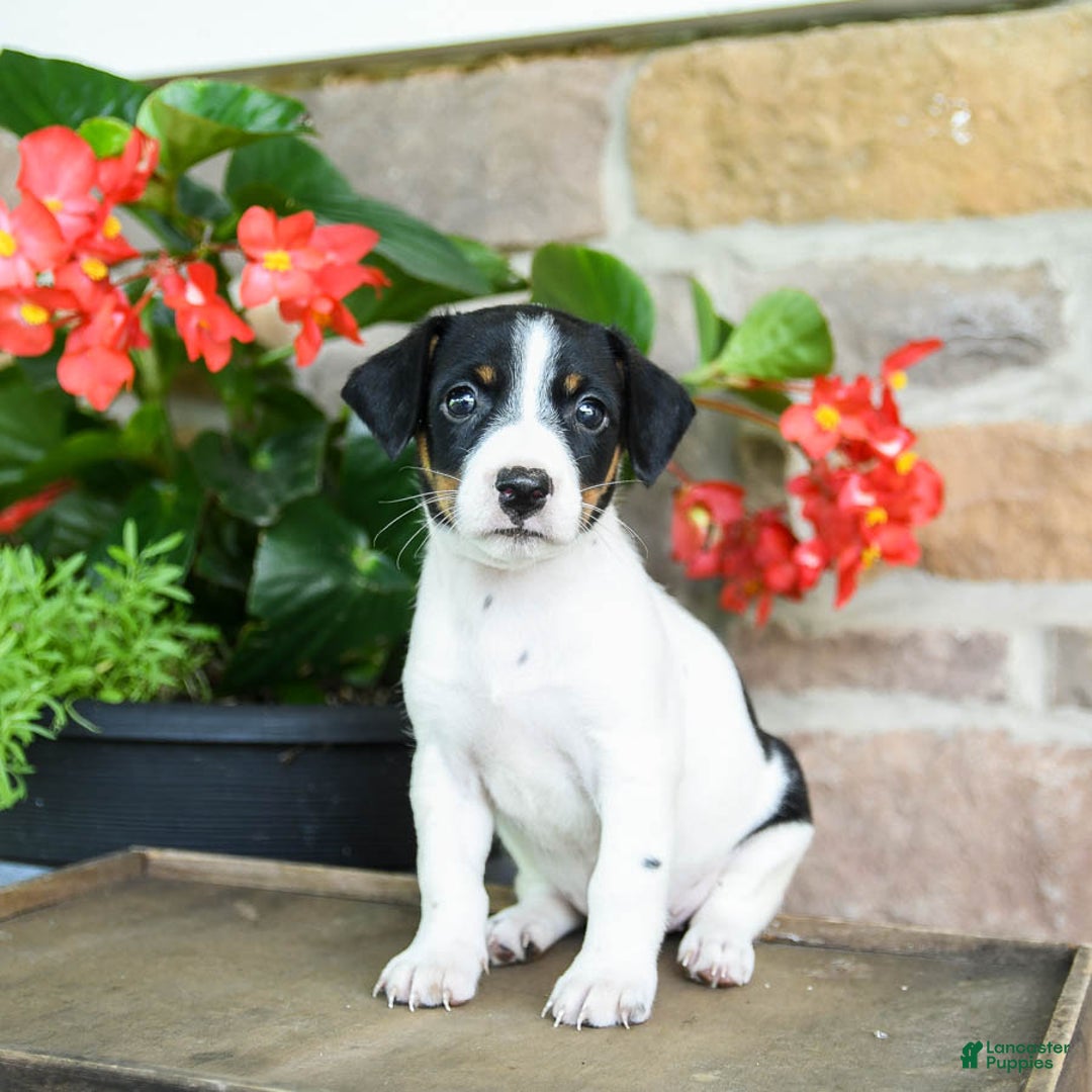Jack Russell Terrier dogs for sale: Pippi - Image 2