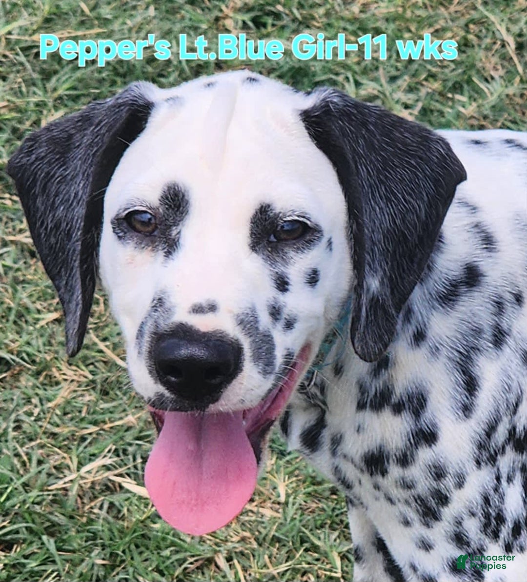 Dalmatian dogs for sale: Peppers Lt. Blue Girl - Image 10