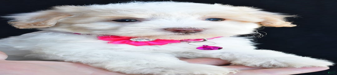 Molly