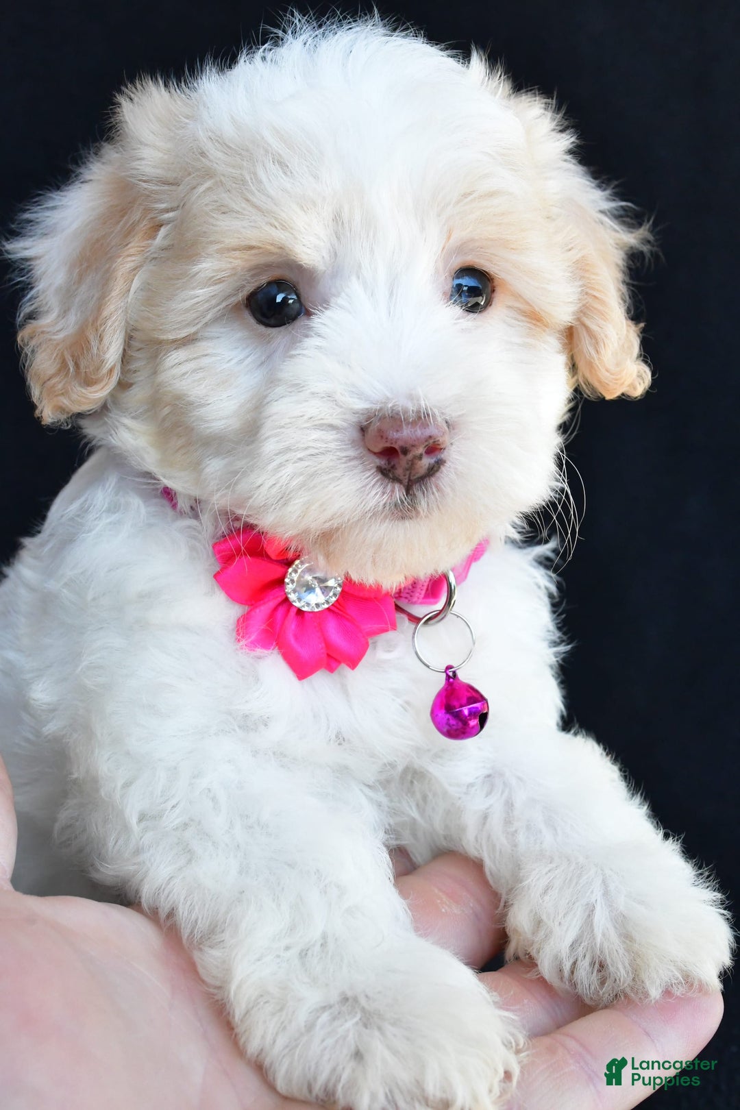 Havapoo dogs for sale: Molly - Image 5