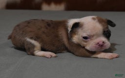 French Bulldog dogs for sale: SISSY RED MERLE - Image 4
