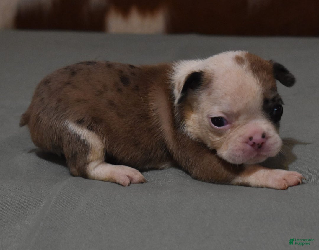 French Bulldog dogs for sale: SISSY RED MERLE - Image 4