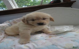 Golden Retriever dogs for sale: Hershey - Image 17