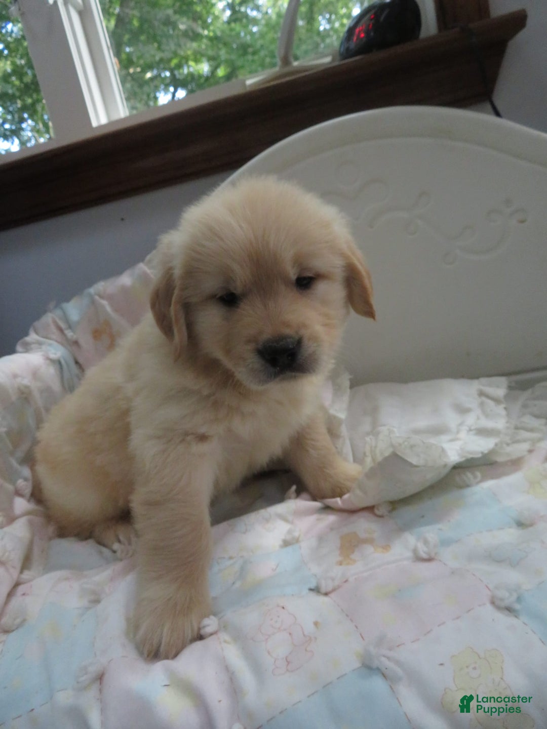 Golden Retriever dogs for sale: Hershey - Image 17