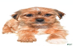 Shorkie dogs for sale: Wendy - Image 7