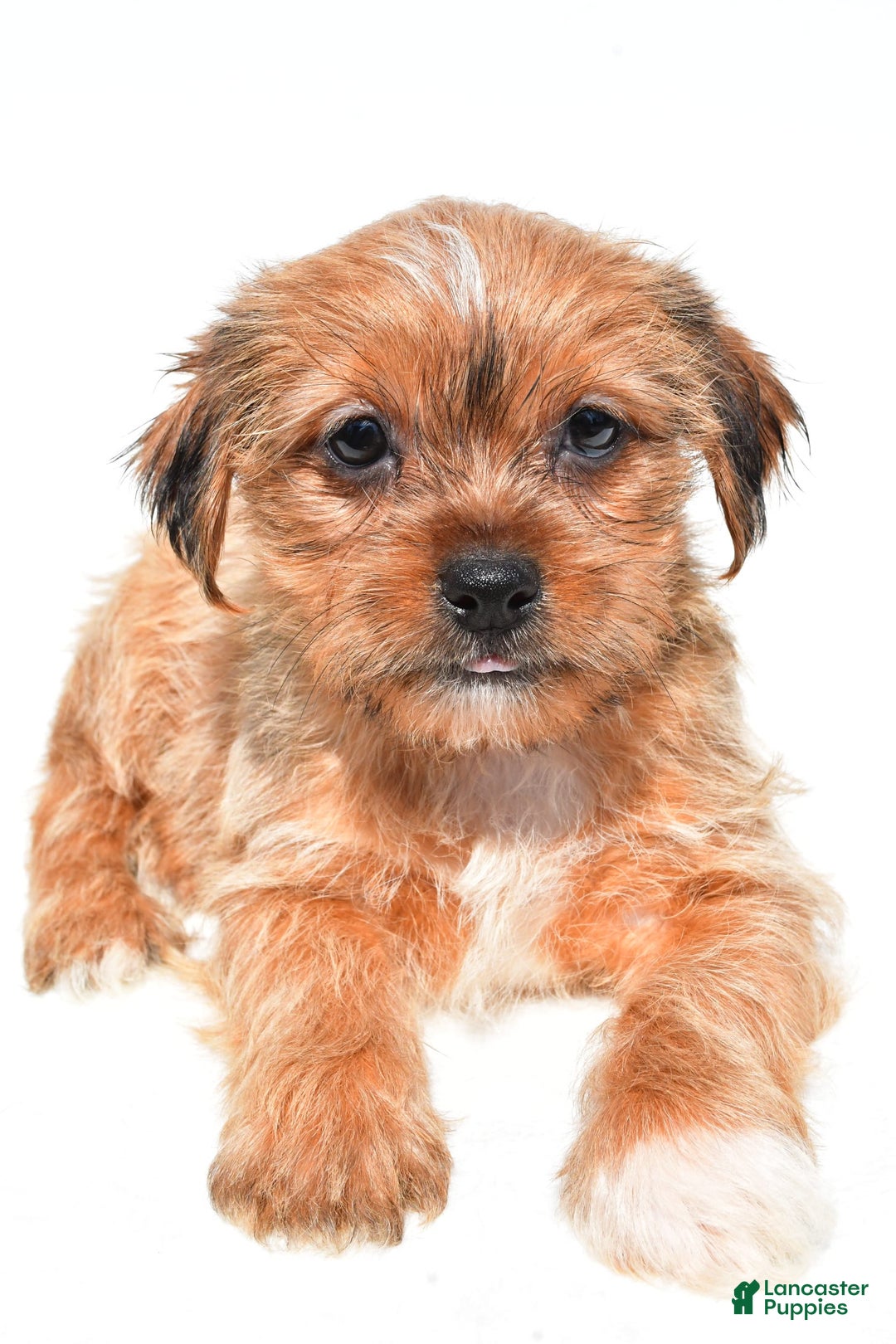 Shorkie dogs for sale: Wendy - Image 7