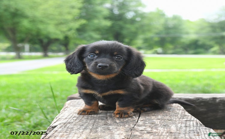 Miniature Dachshund dogs for sale - Ad 2