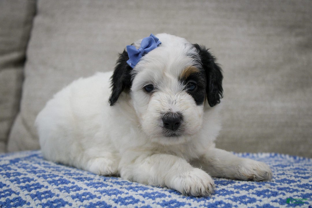 Mini Bernedoodle dogs for sale: Lennon - Image 18