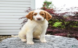 Goldendoodle dogs for sale: Cappuccino - Image 2