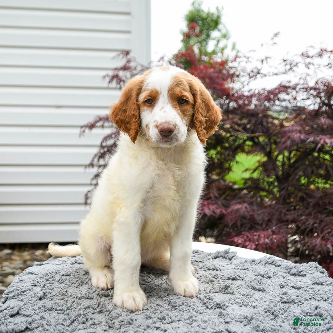 Goldendoodle dogs for sale: Cappuccino - Image 2