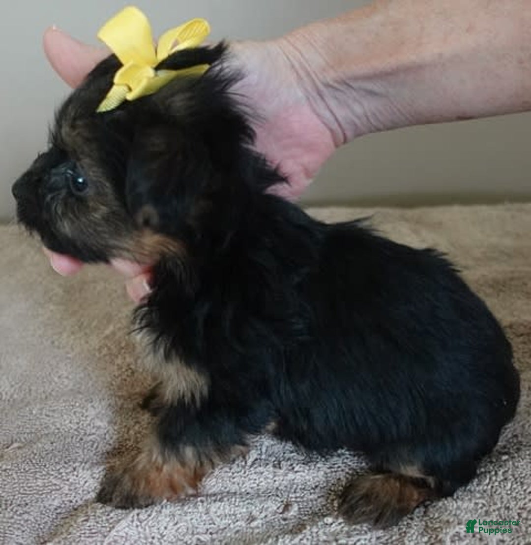 Yorkshire Terrier dogs for sale: Kai - Image 29