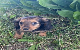 Dachshund dogs for sale: Dora - Image 6