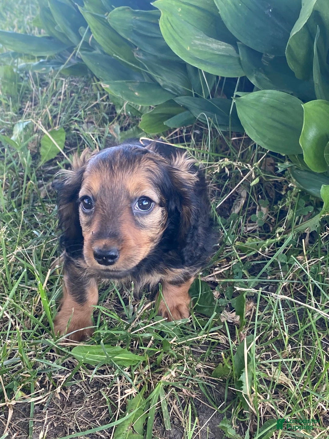 Dachshund dogs for sale: Dora - Image 6
