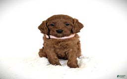 Cavapoo dogs for sale: Rosie - Image 5
