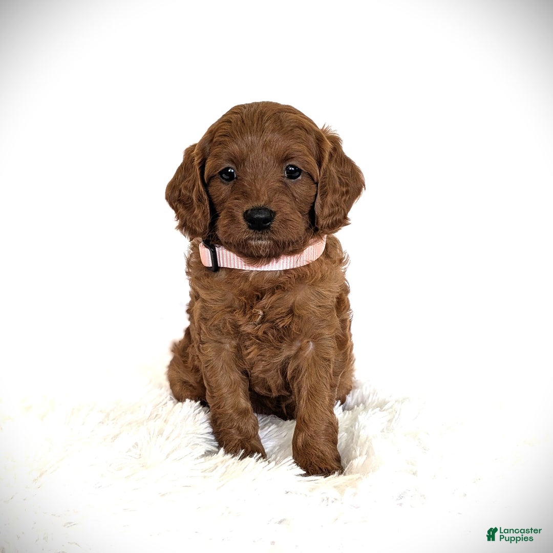 Cavapoo dogs for sale: Rosie - Image 5