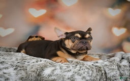 French Bulldog dogs for sale: Nova - Image 6