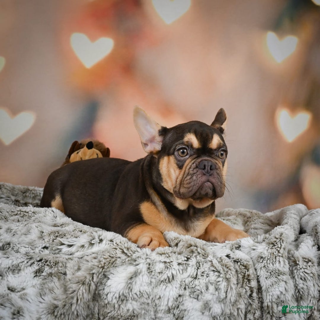 French Bulldog dogs for sale: Nova - Image 6