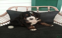 Bernedoodle dogs for sale: Addie - Image 1