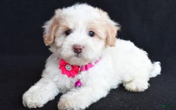 Havapoo dogs for sale: Molly - Image 8