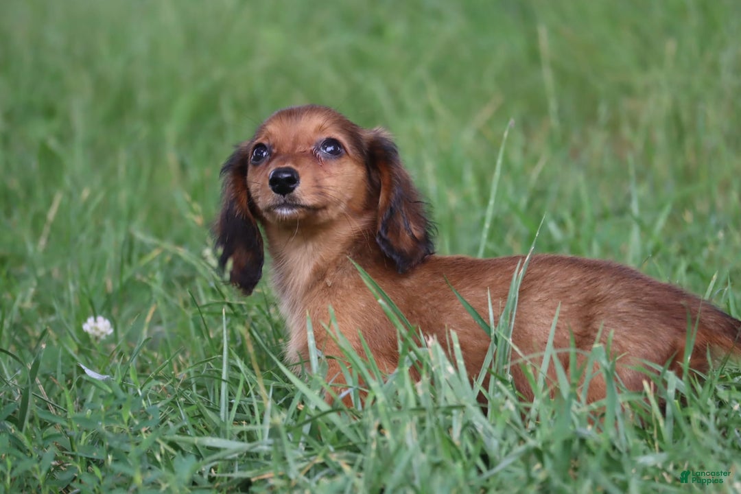 Miniature Dachshund dogs for sale: Dora - Image 6