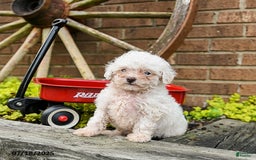 Toy Poodle dogs for sale: Toy Poodle 2 puppies - Image 6